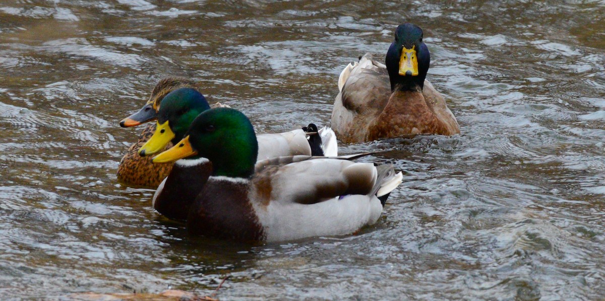 Mallard - ML647373289