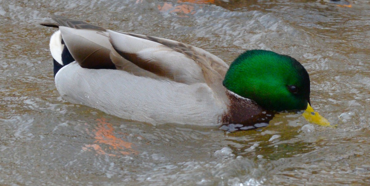 Mallard - ML647373290