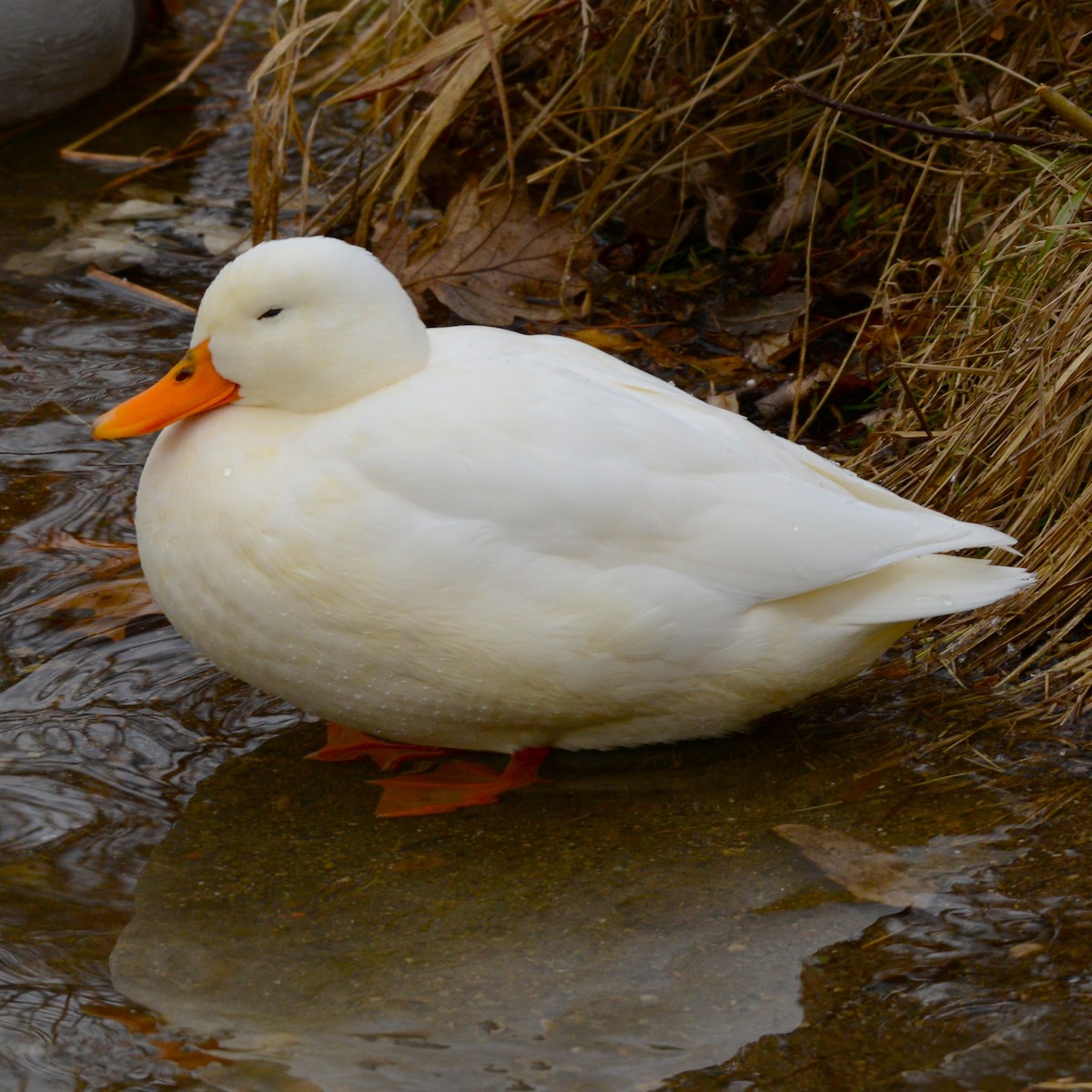 Mallard - ML647373293