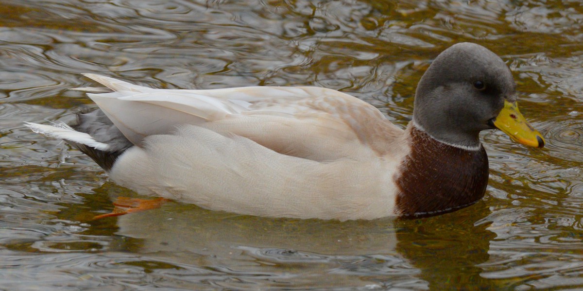 Mallard - ML647373294