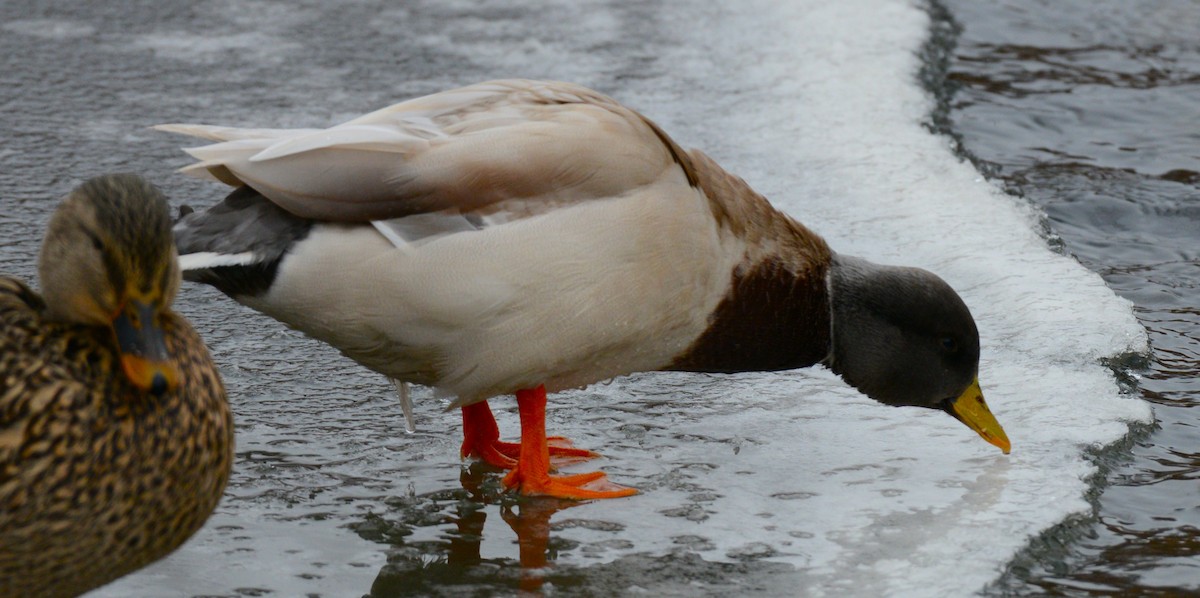 Mallard - ML647373295