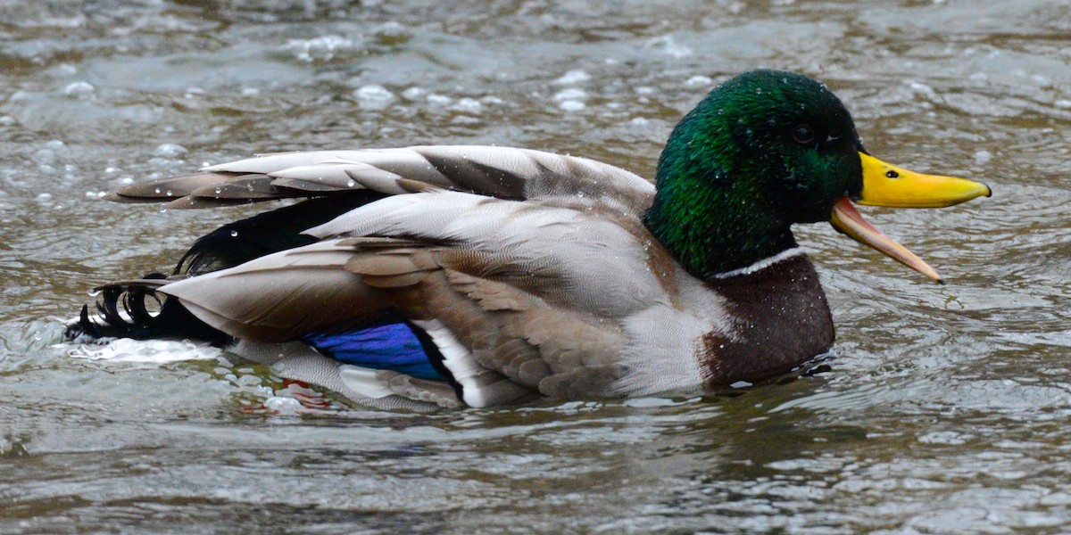Mallard - ML647373297