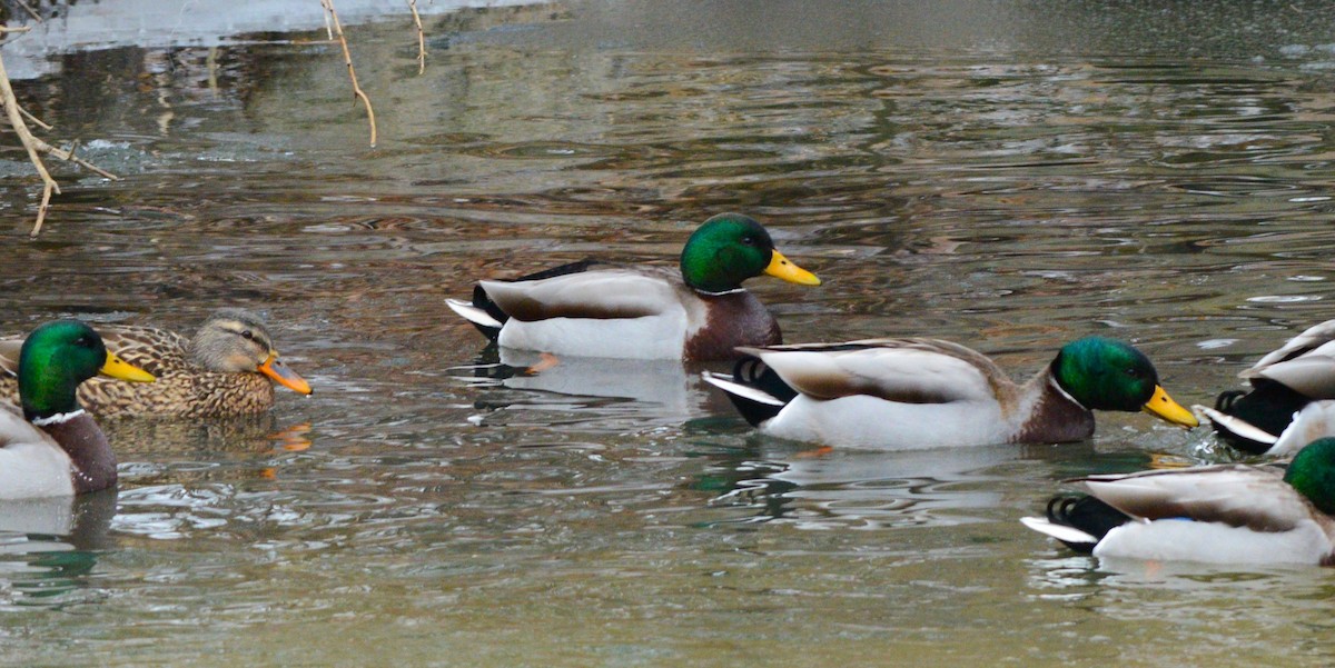 Mallard - ML647373299