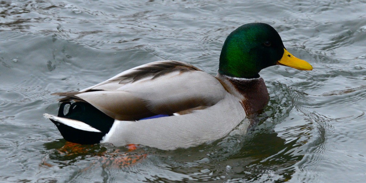 Mallard - ML647373300