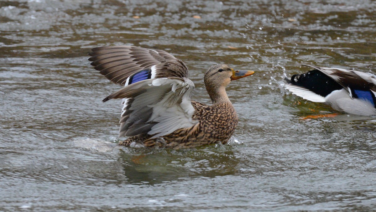 Mallard - ML647373301