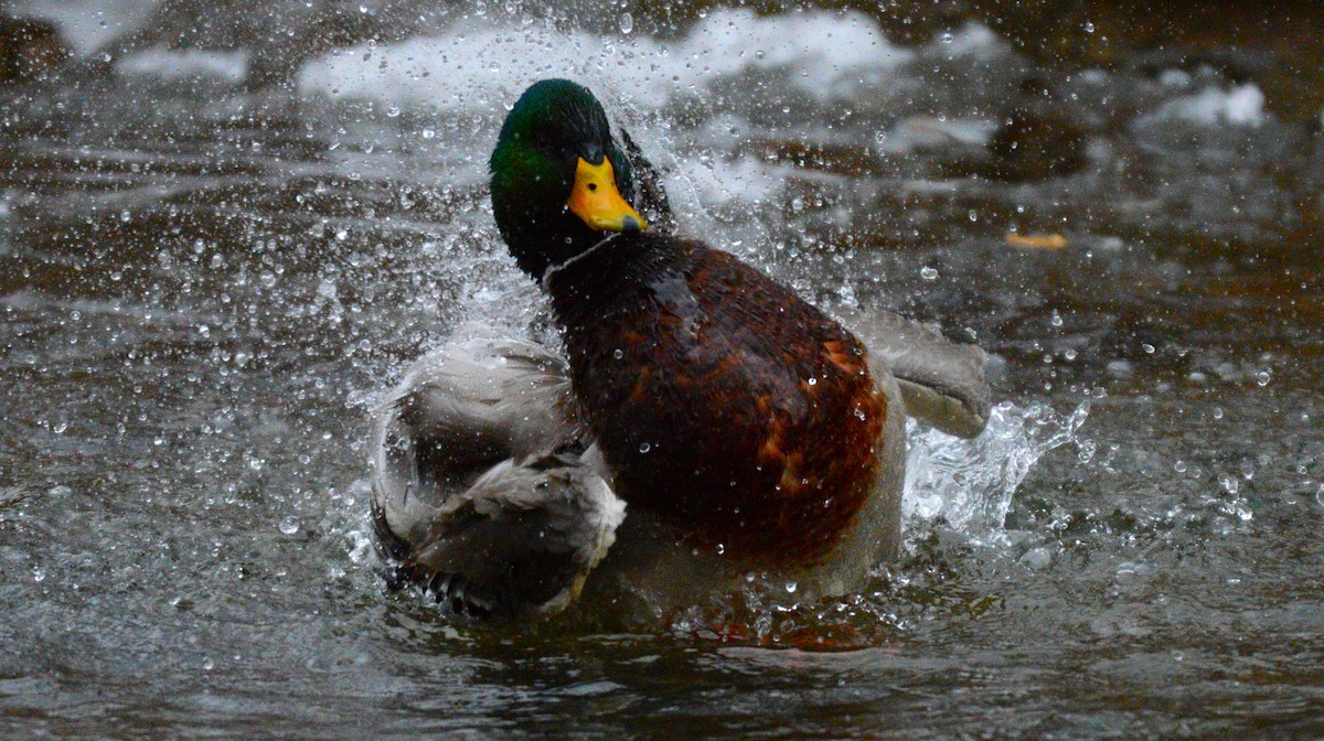 Mallard - ML647373302