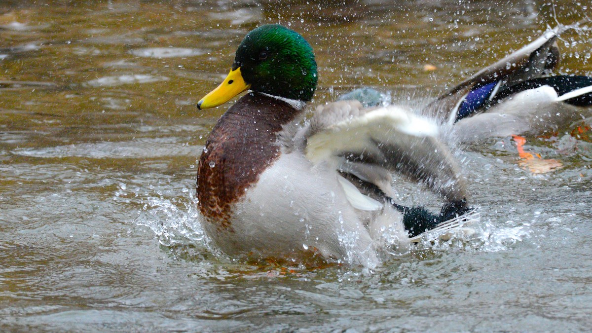 Mallard - ML647373303