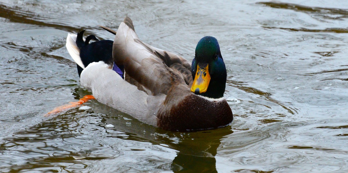 Mallard - ML647373304