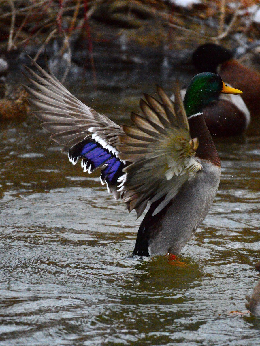 Mallard - ML647373305