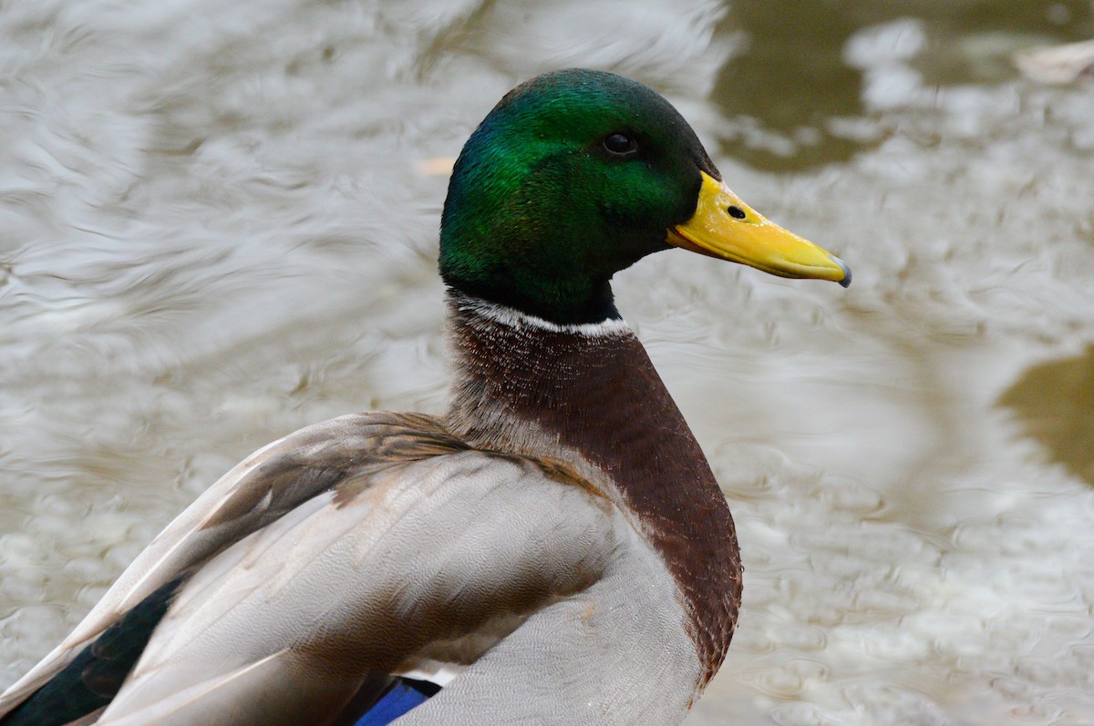 Mallard - ML647373306