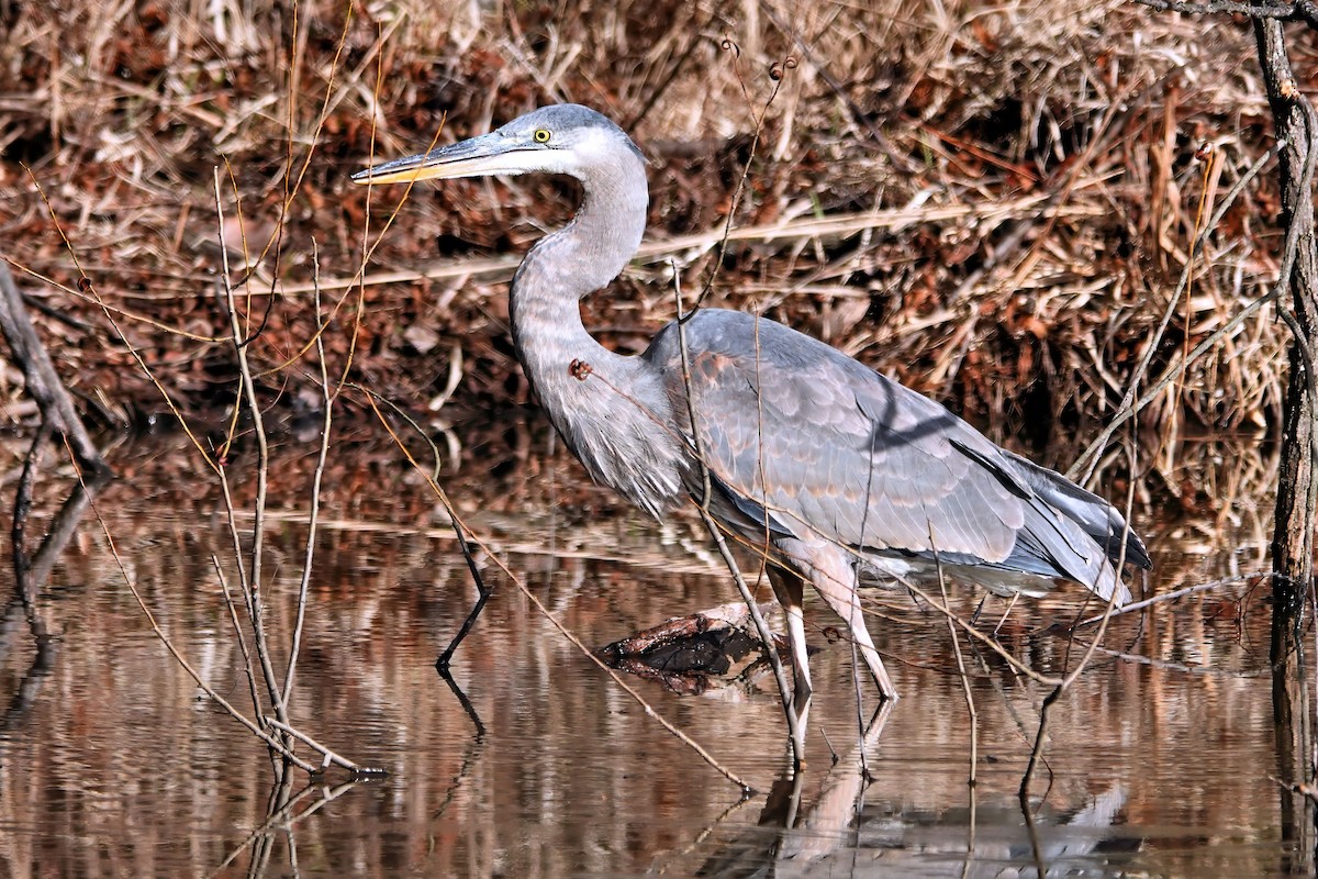 Great Blue Heron - ML647373307