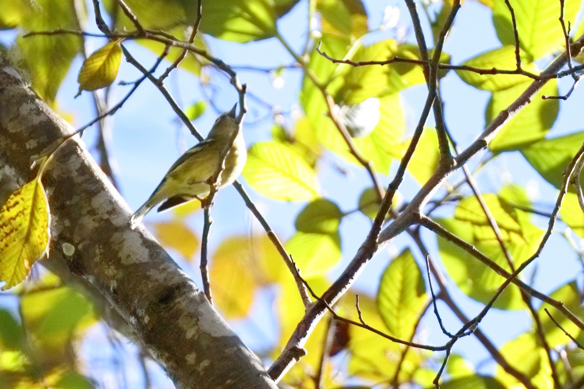 Yellow-winged Vireo - ML647373309