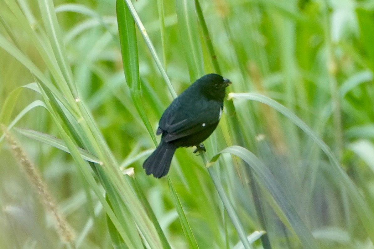 Variable Seedeater - ML647373310
