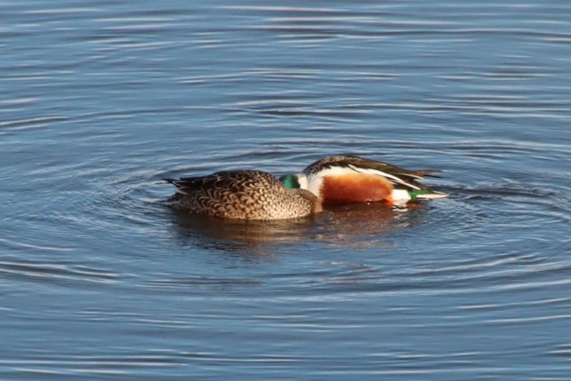 Northern Shoveler - ML647373311