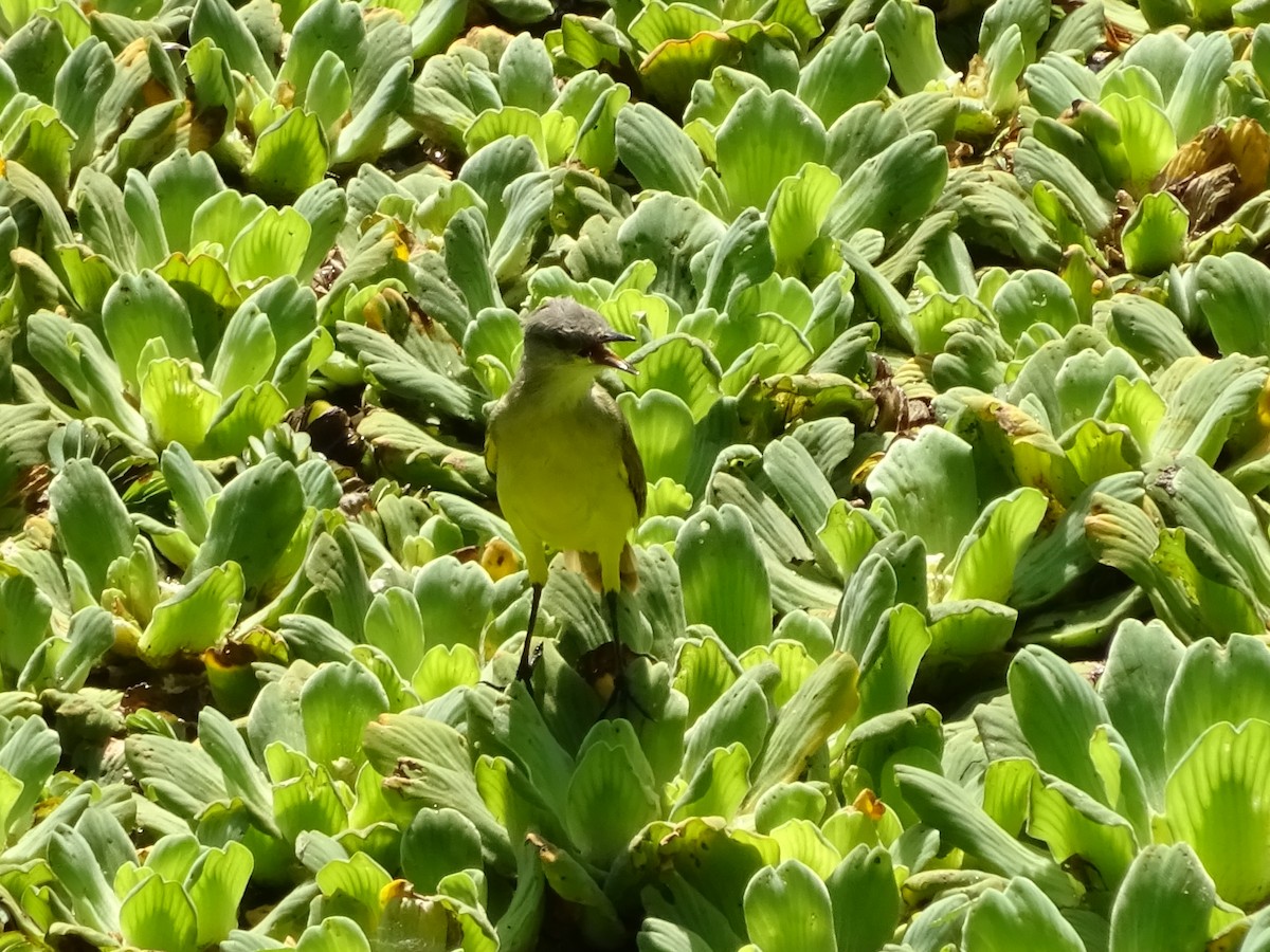 Cattle Tyrant - ML647373312