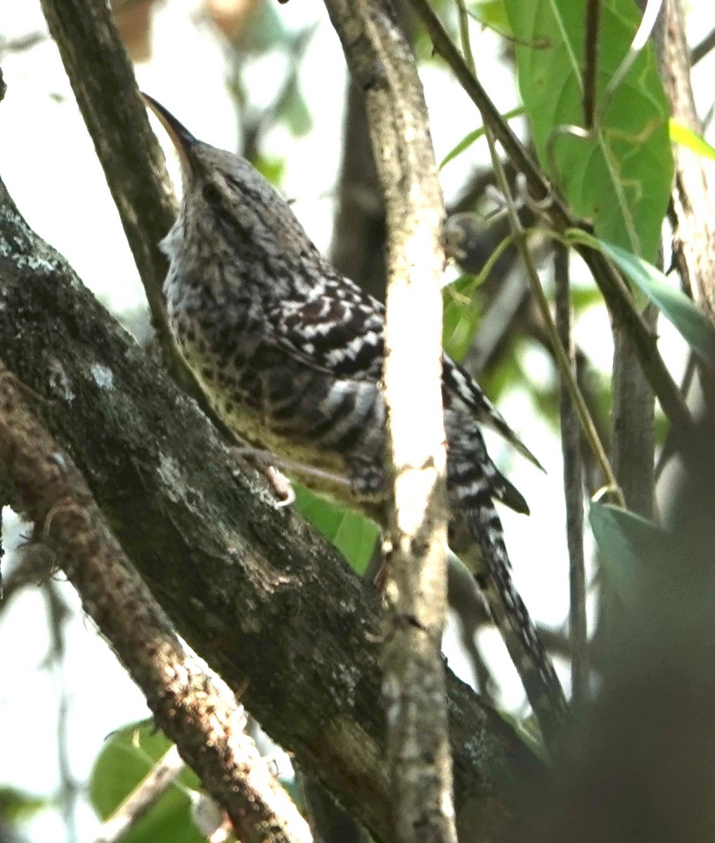 Fasciated Wren - ML647373316