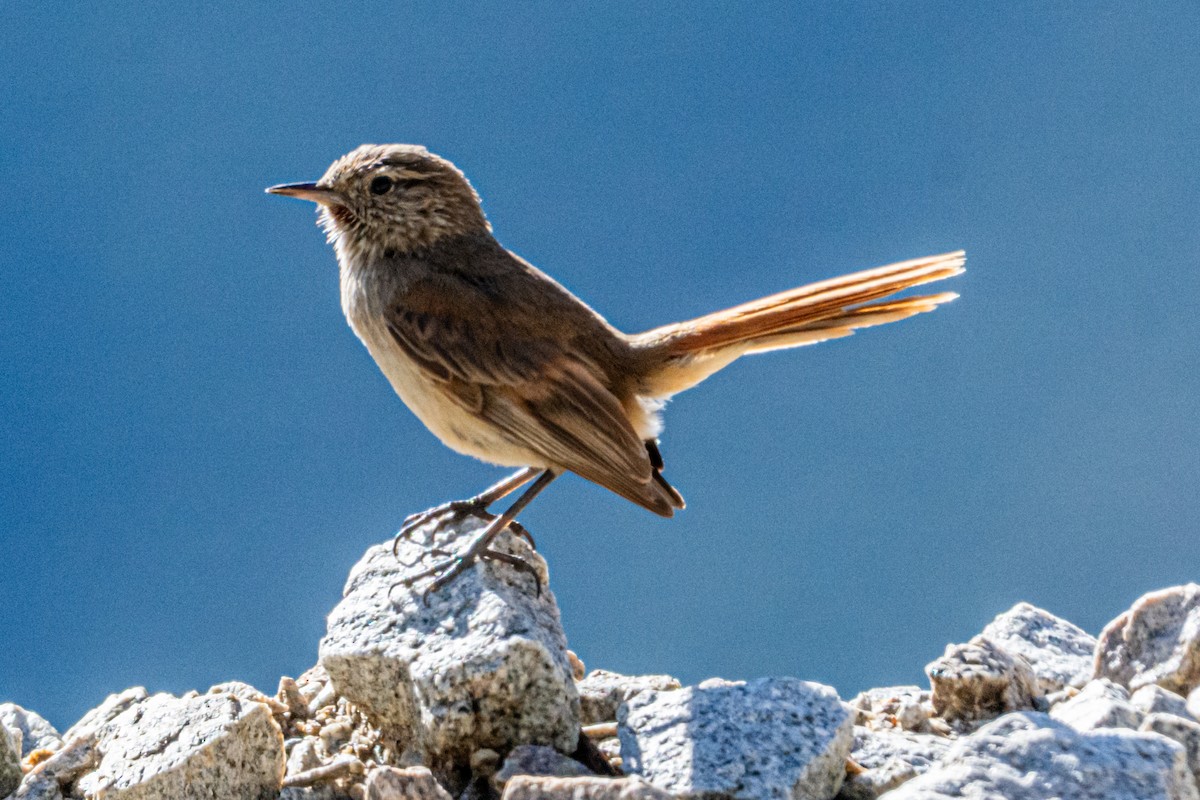 Cordilleran Canastero - ML647373317