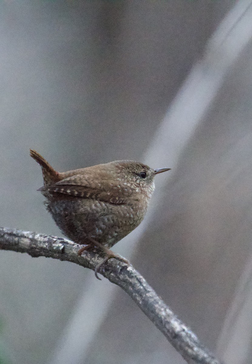 Winter Wren - ML647373318