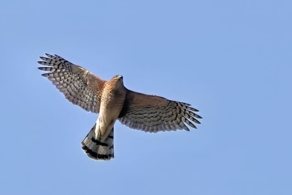 Cooper's Hawk - ML647373321