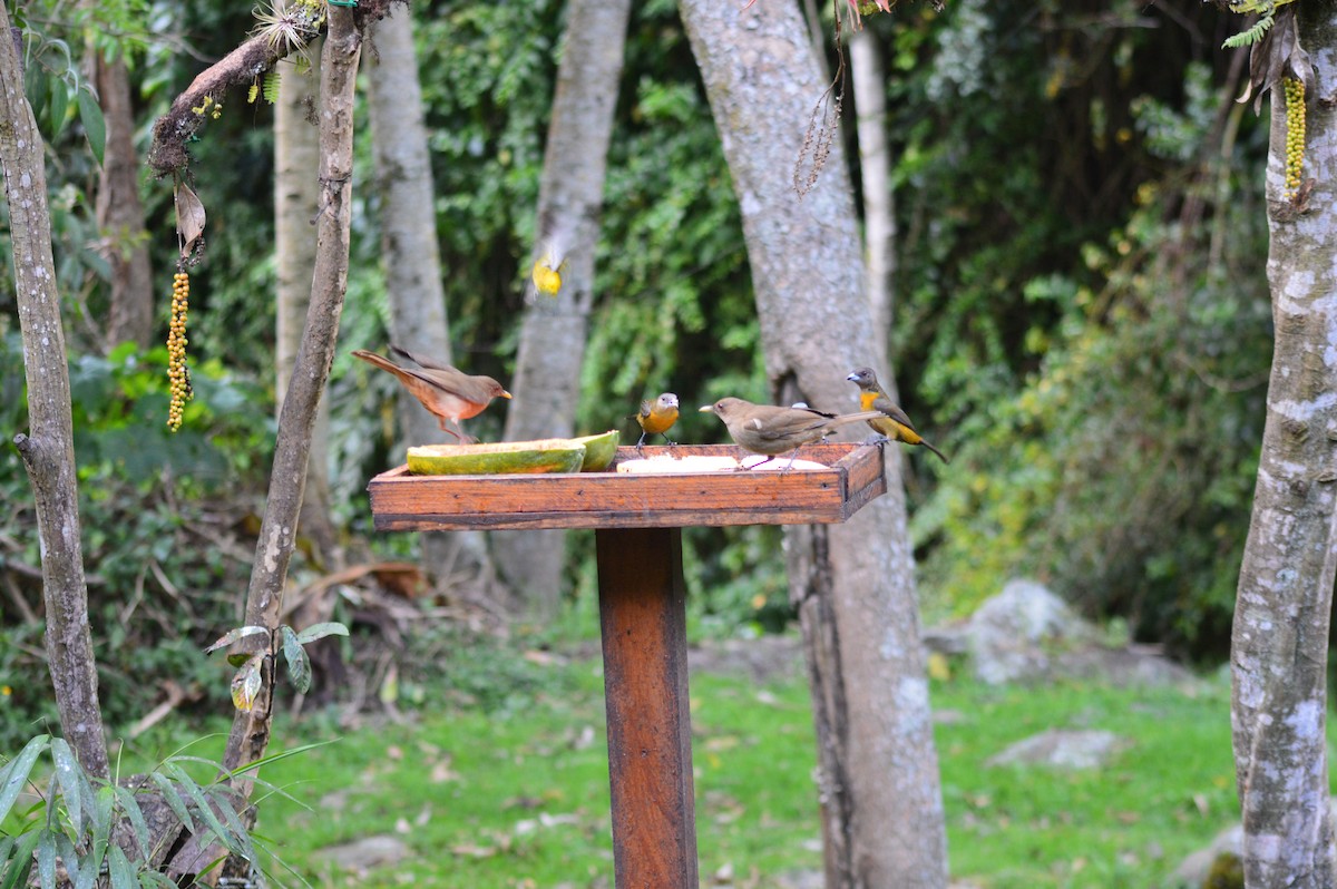 Scarlet-rumped Tanager - ML647373322