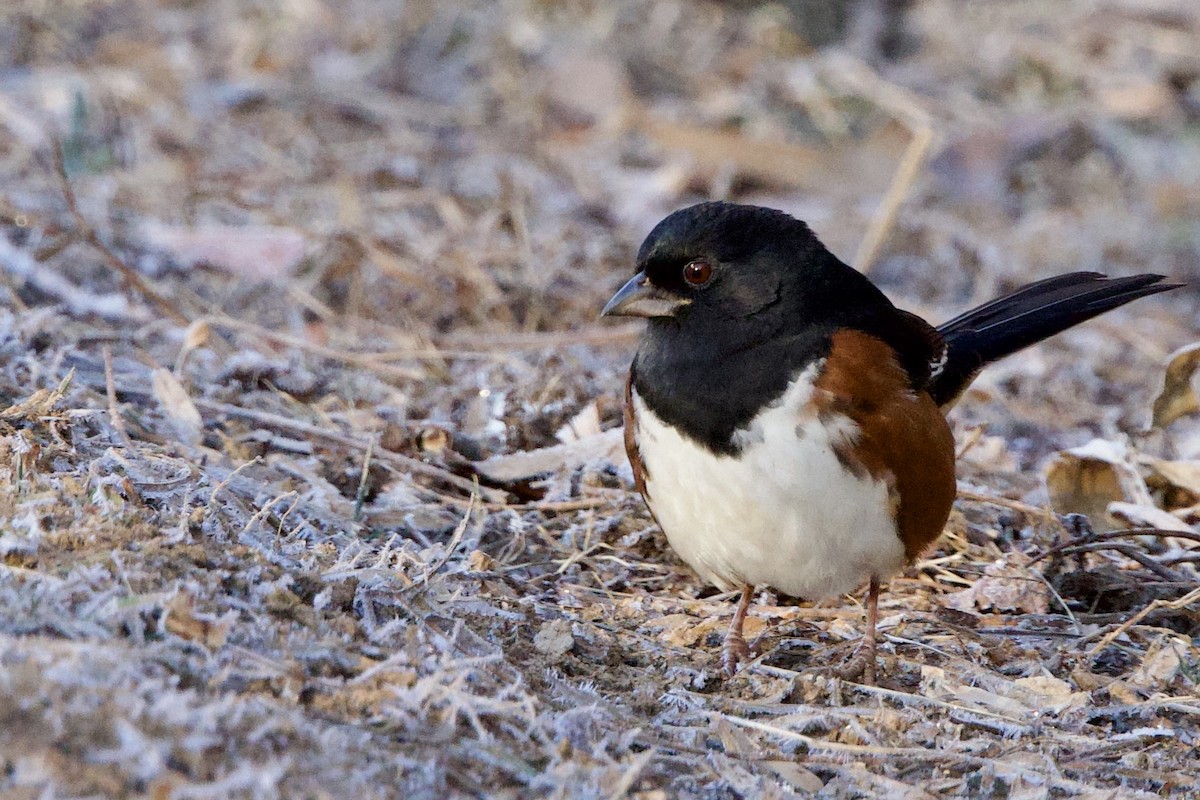 Eastern Towhee - ML647373326