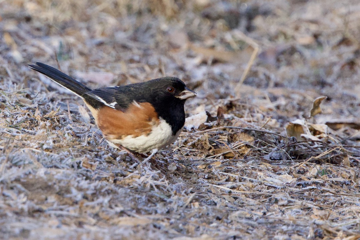 Eastern Towhee - ML647373328