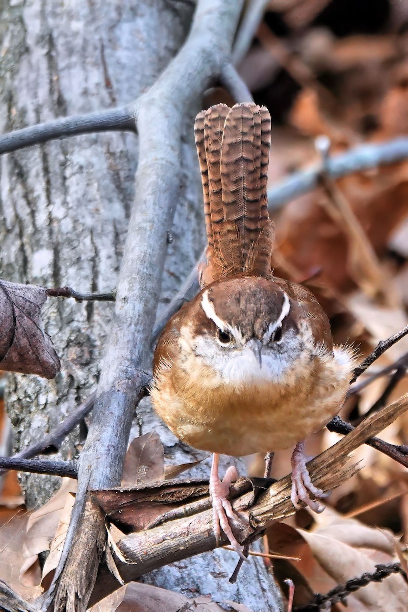 Carolina Wren - ML647373329