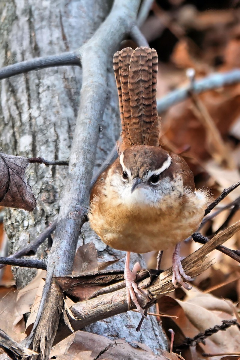Carolina Wren - ML647373330