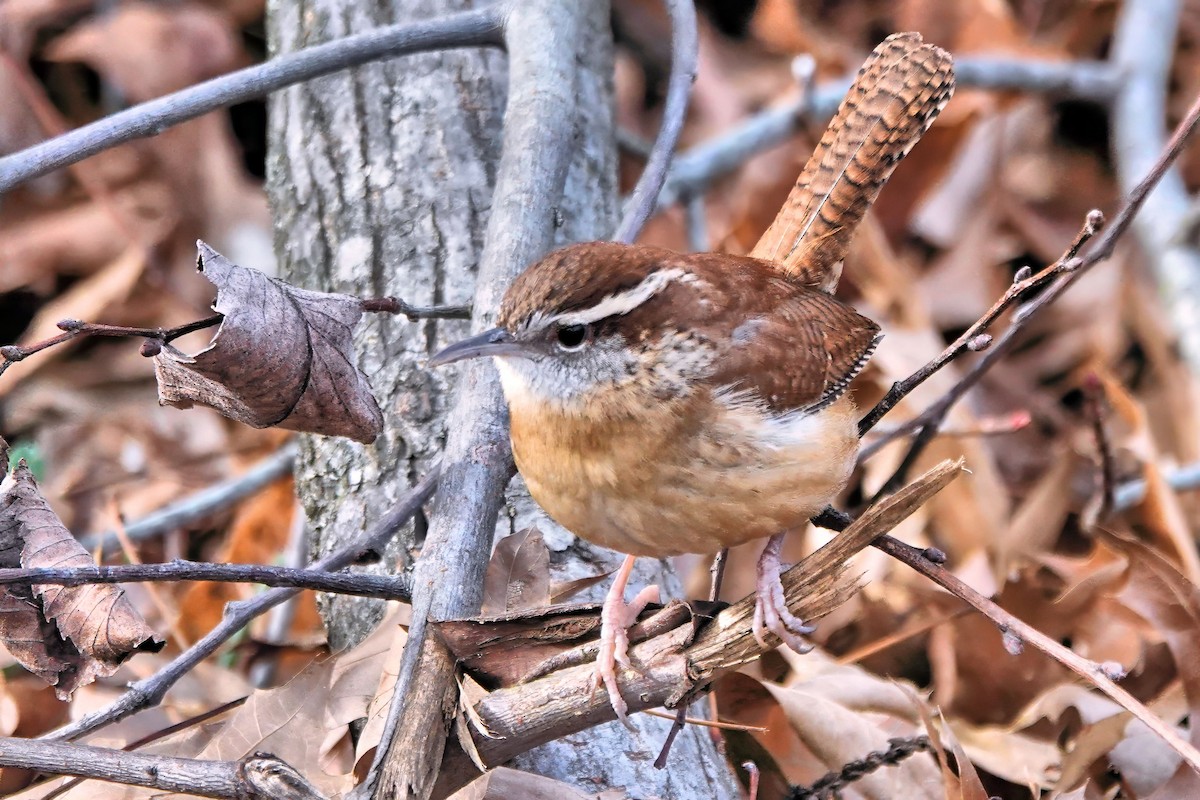 Carolina Wren - ML647373331