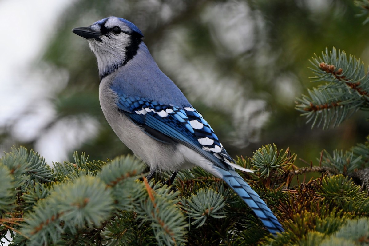 Blue Jay - ML647373336