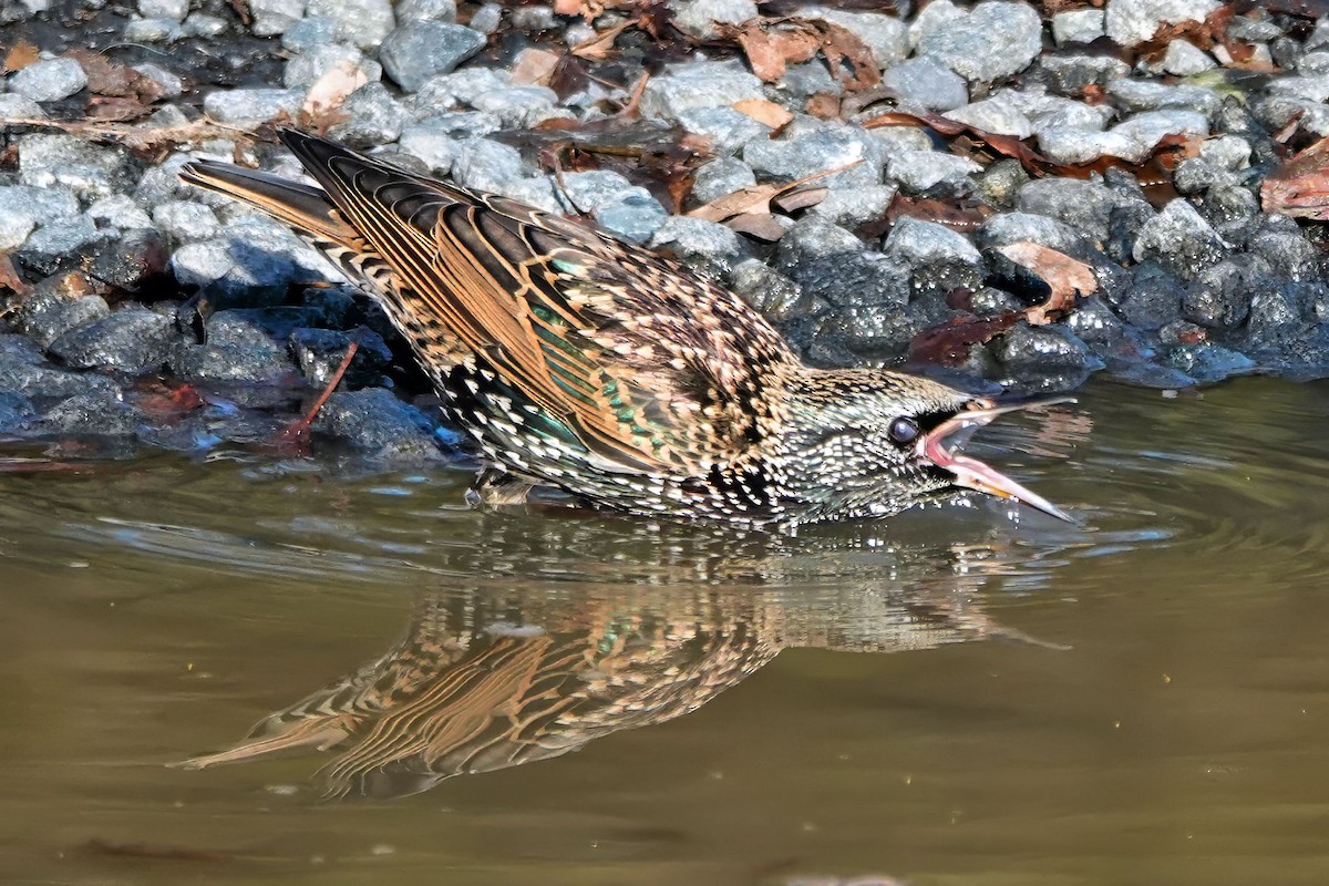 歐洲椋鳥 - ML647373339