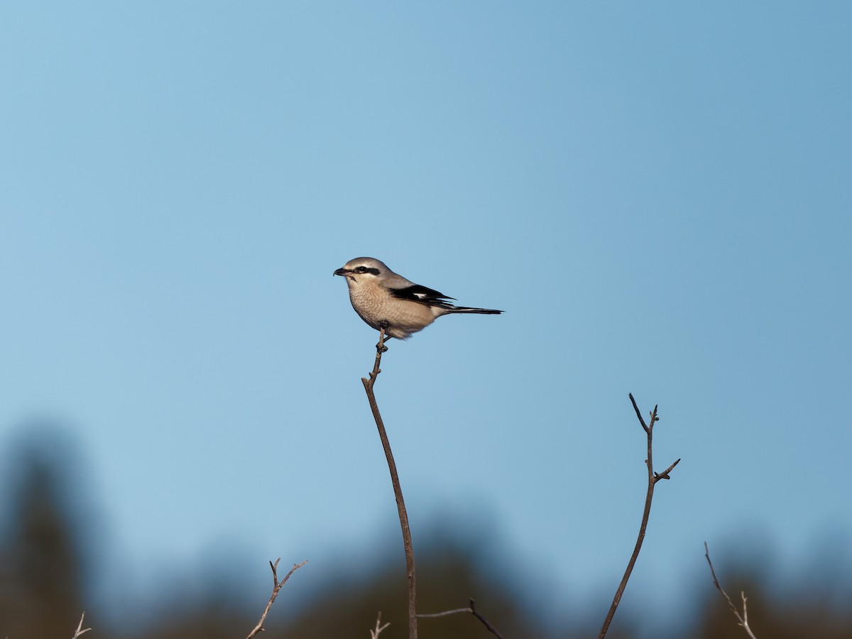 ťuhýk severní - ML647373340