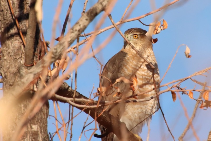 Cooper's Hawk - ML647373342