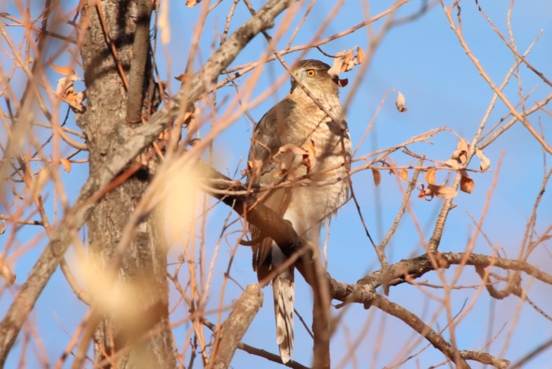Cooper's Hawk - ML647373343