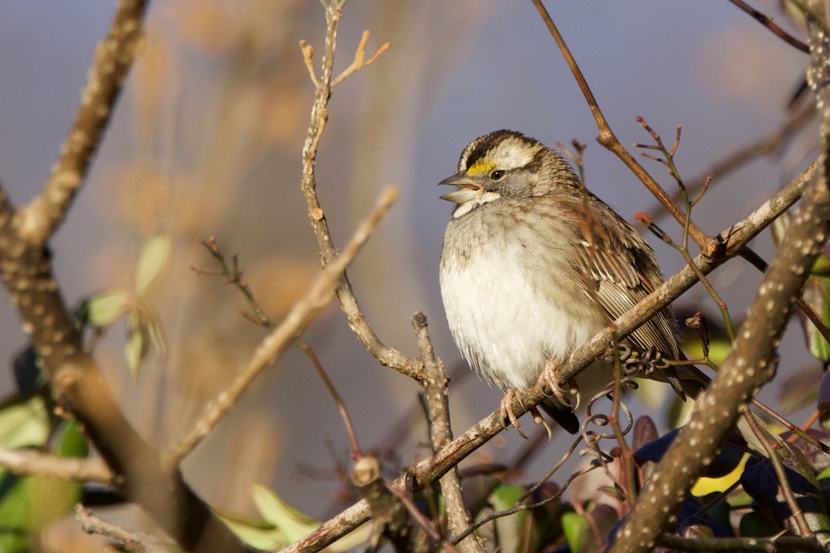 White-throated Sparrow - ML647373344