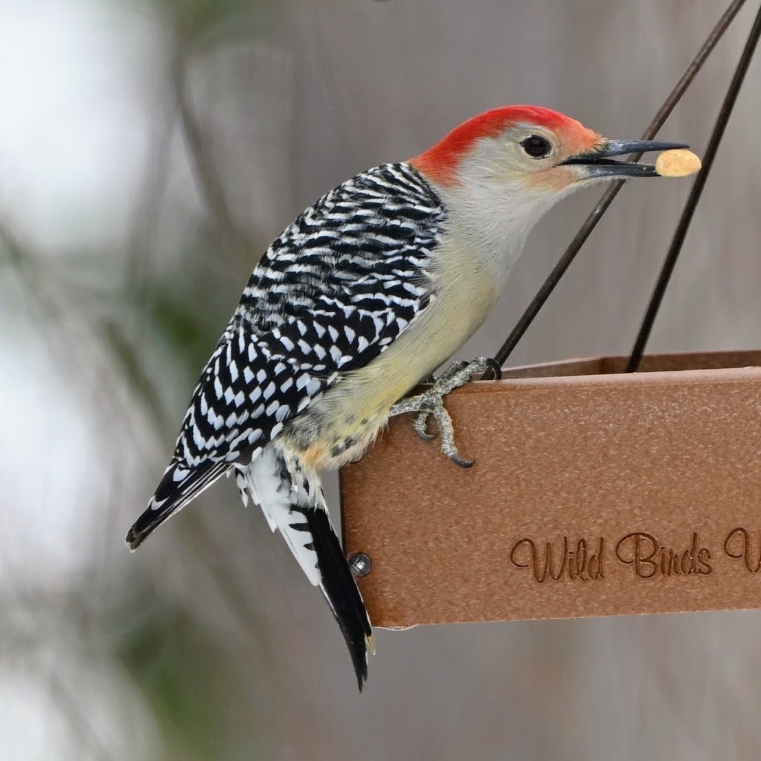 Red-bellied Woodpecker - ML647373346