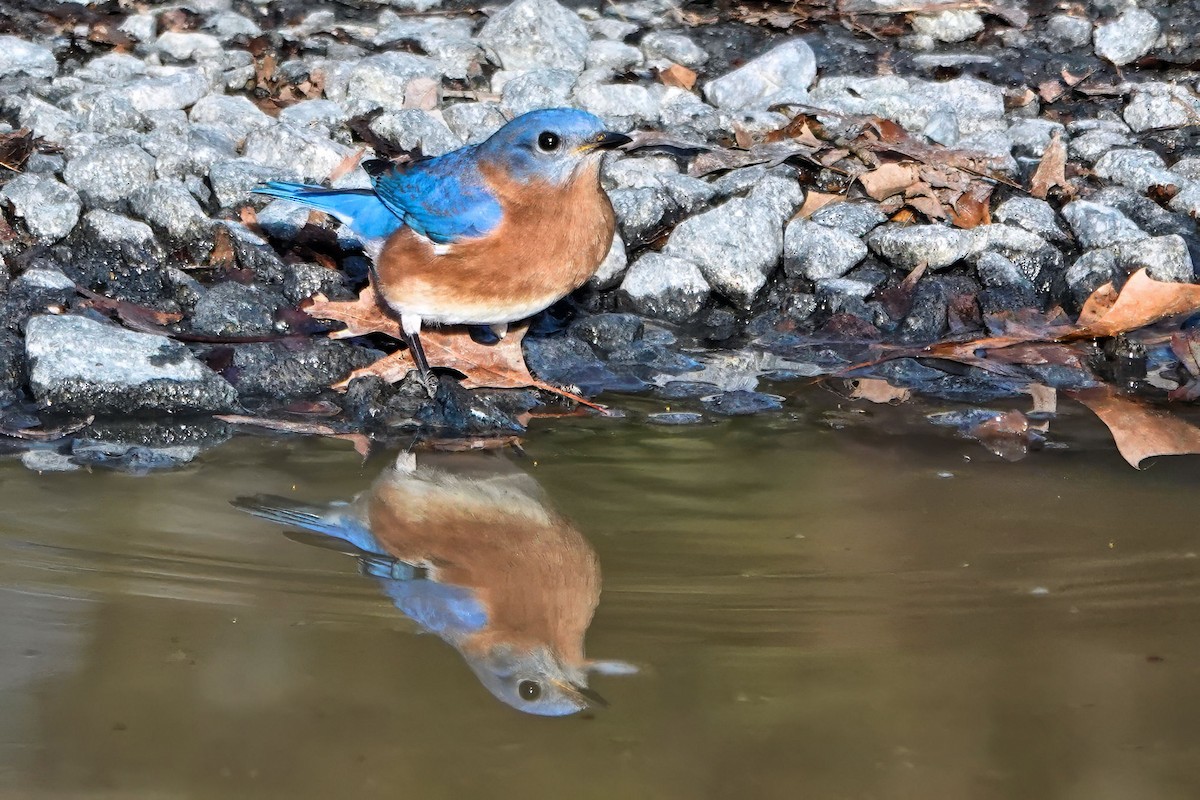 Eastern Bluebird - ML647373347