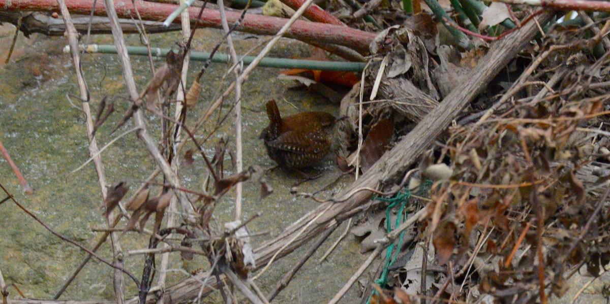 フユミソサザイ - ML647373360