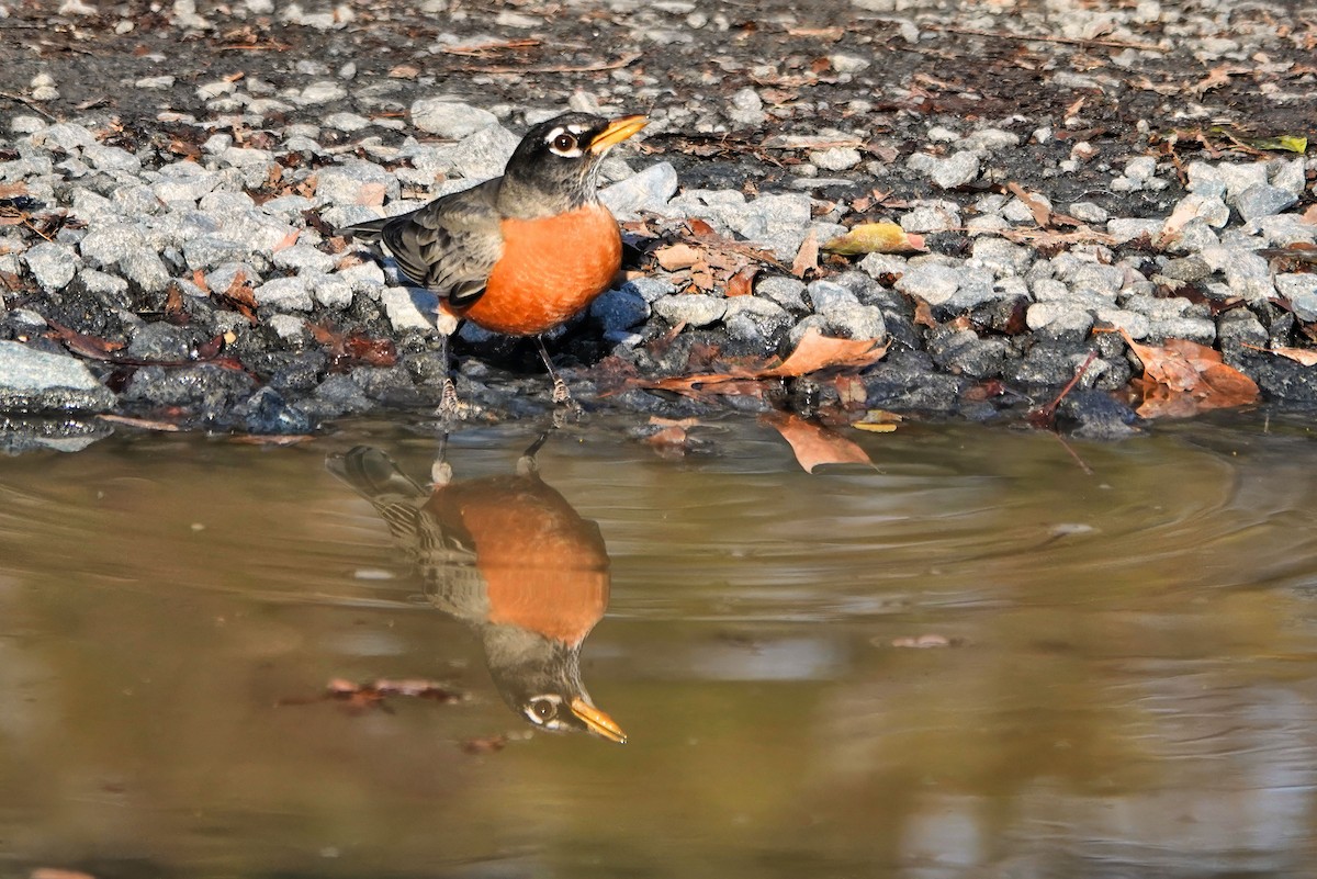 American Robin - ML647373363