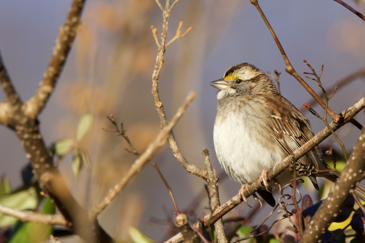 White-throated Sparrow - ML647373364