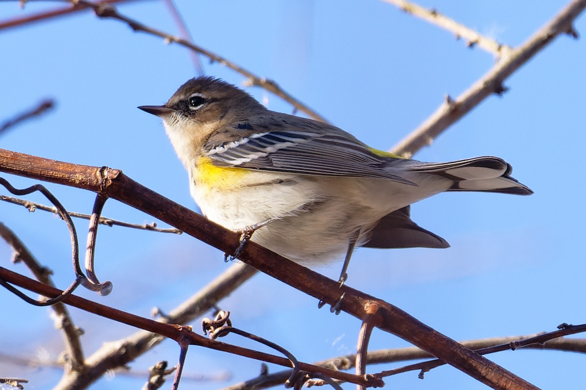 סבכון הכתר - ML647373367