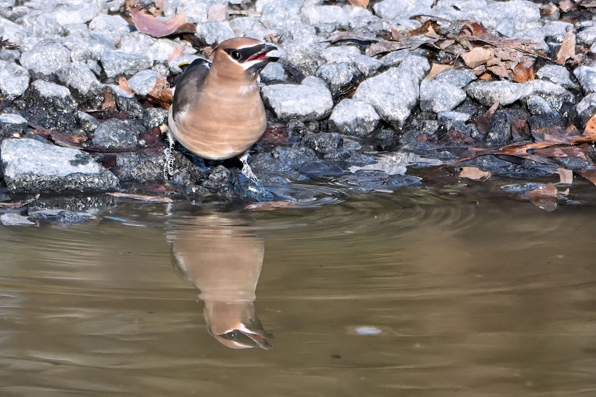 Cedar Waxwing - ML647373380