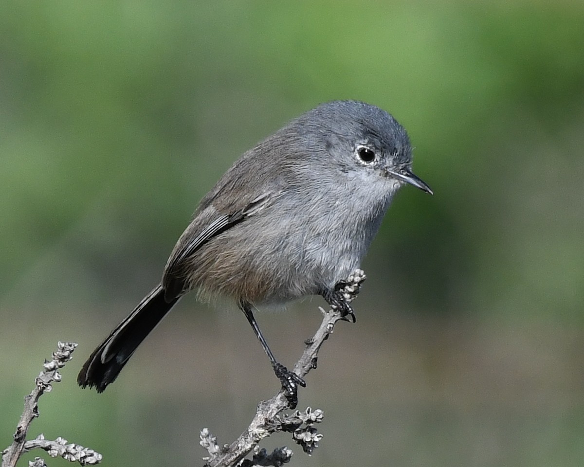 California Gnatcatcher - ML647373381