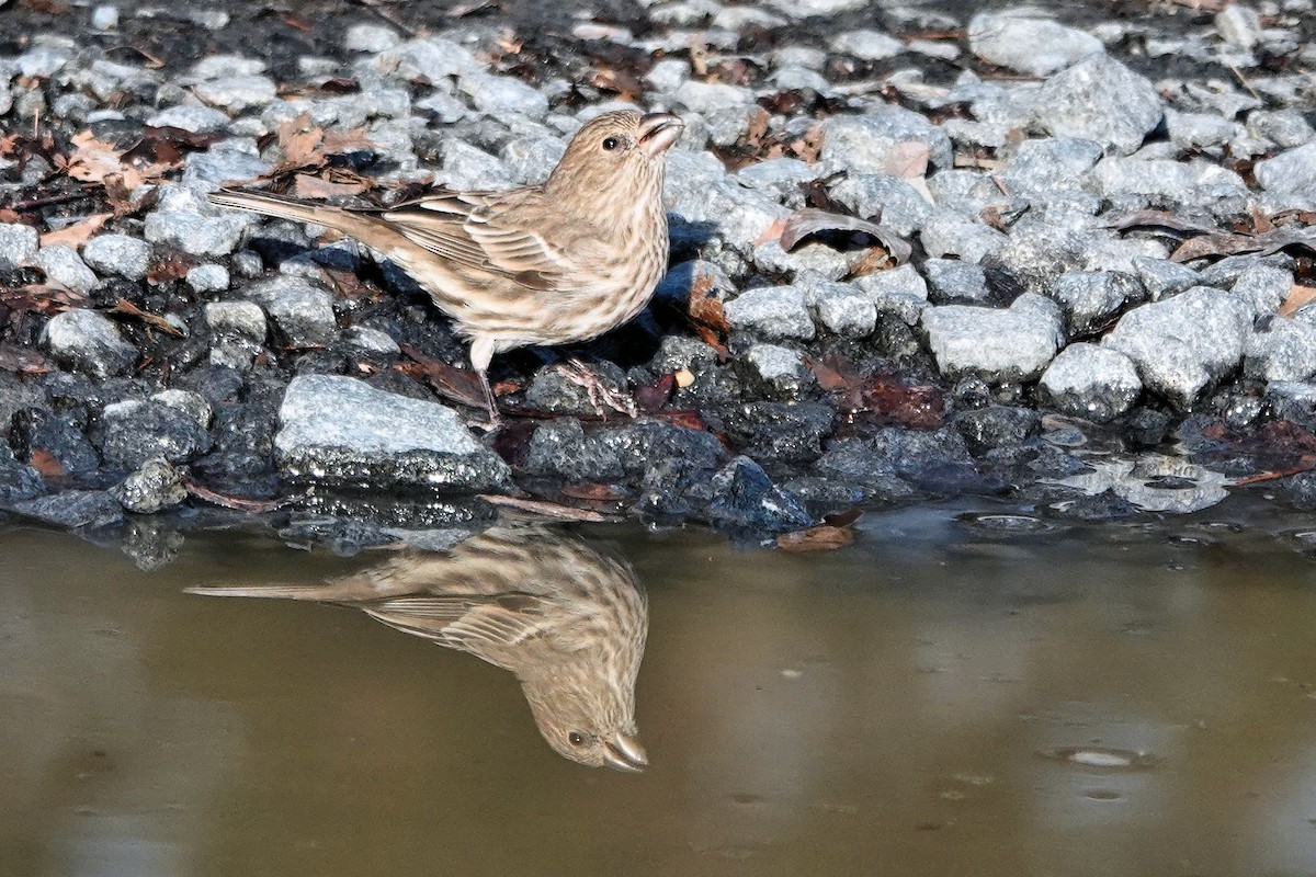 House Finch - ML647373388