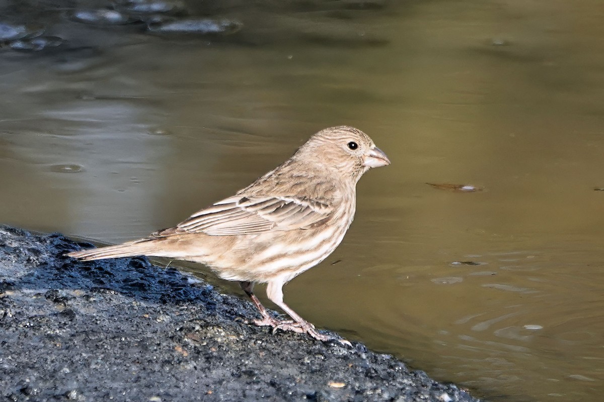 House Finch - ML647373389