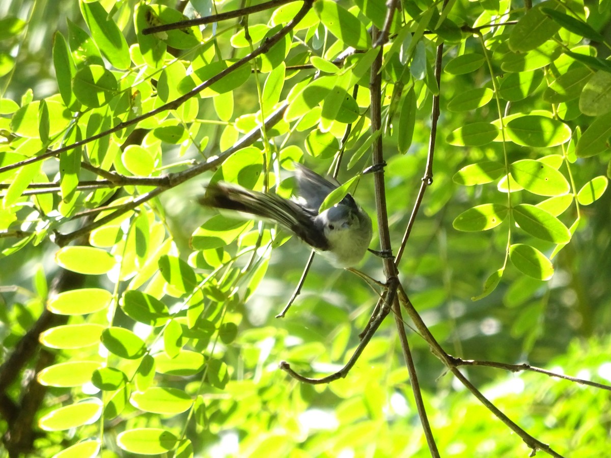 ミミグロブユムシクイ - ML647373396