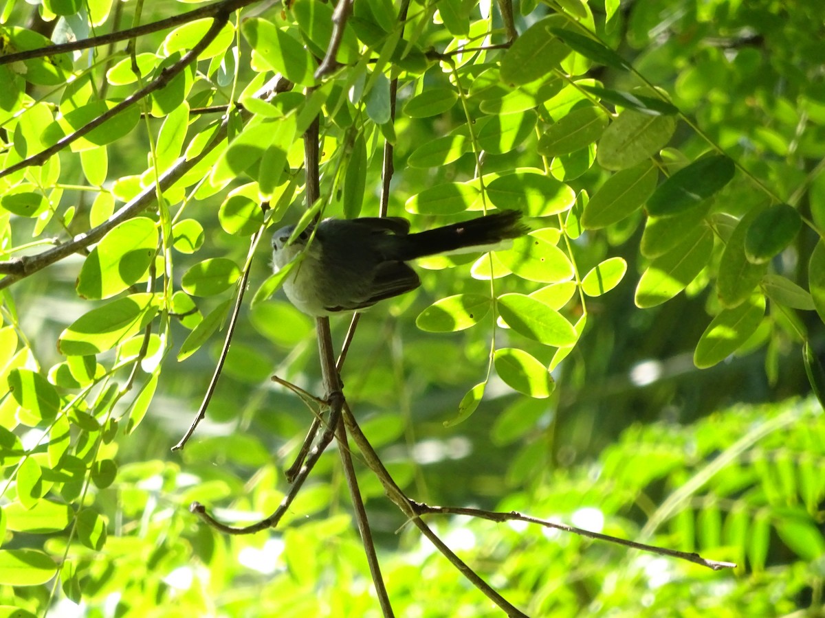 ミミグロブユムシクイ - ML647373397