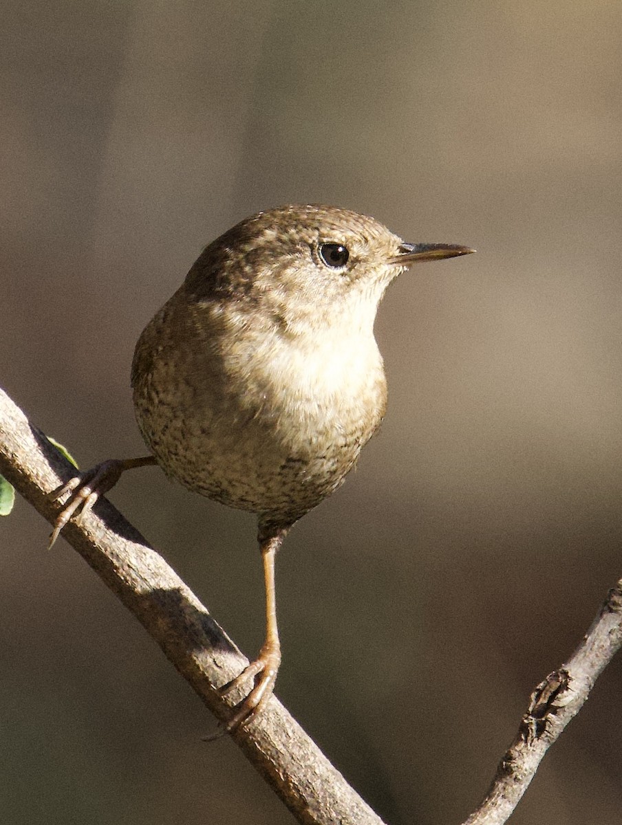 フユミソサザイ - ML647373399