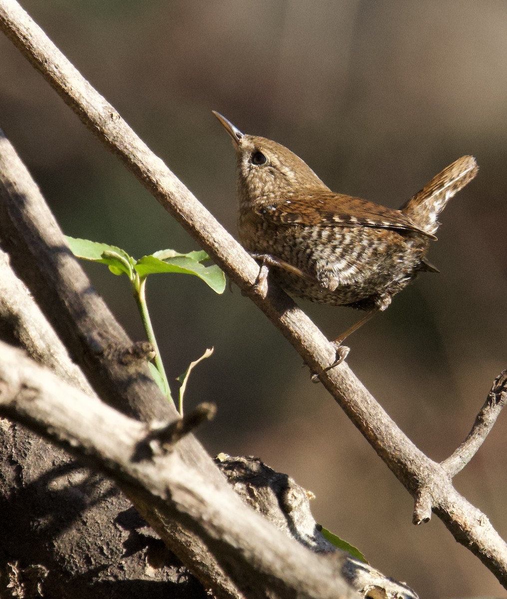 フユミソサザイ - ML647373401