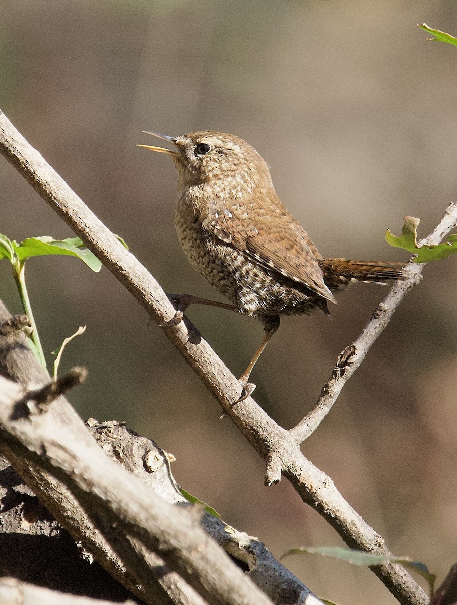 フユミソサザイ - ML647373402